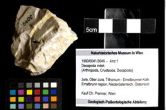 Foto (Objekt + Etiketten) von Decapoda indet. 